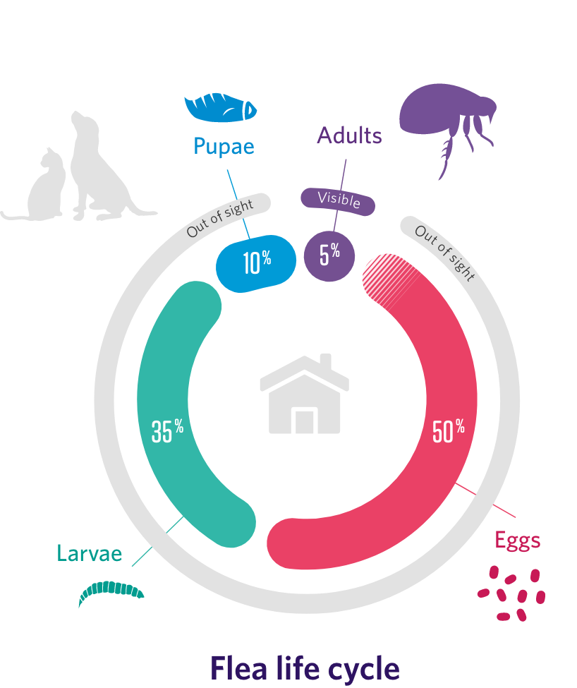 flea life cycle graph