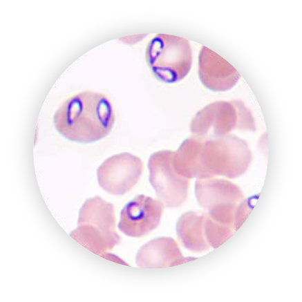 babesia canis canis