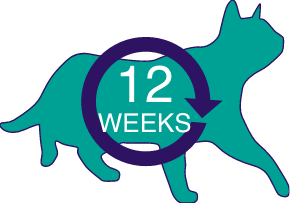 12 weeks cat icon