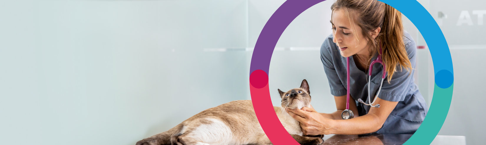 Cat with vet