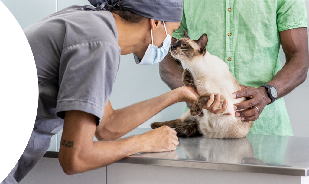 vet with cat