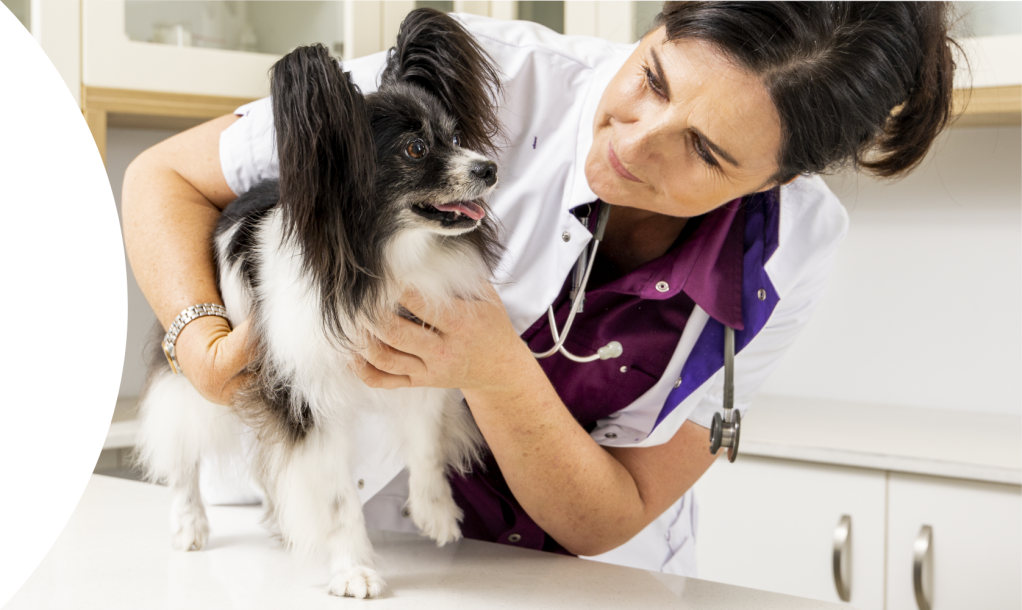 vet and dog