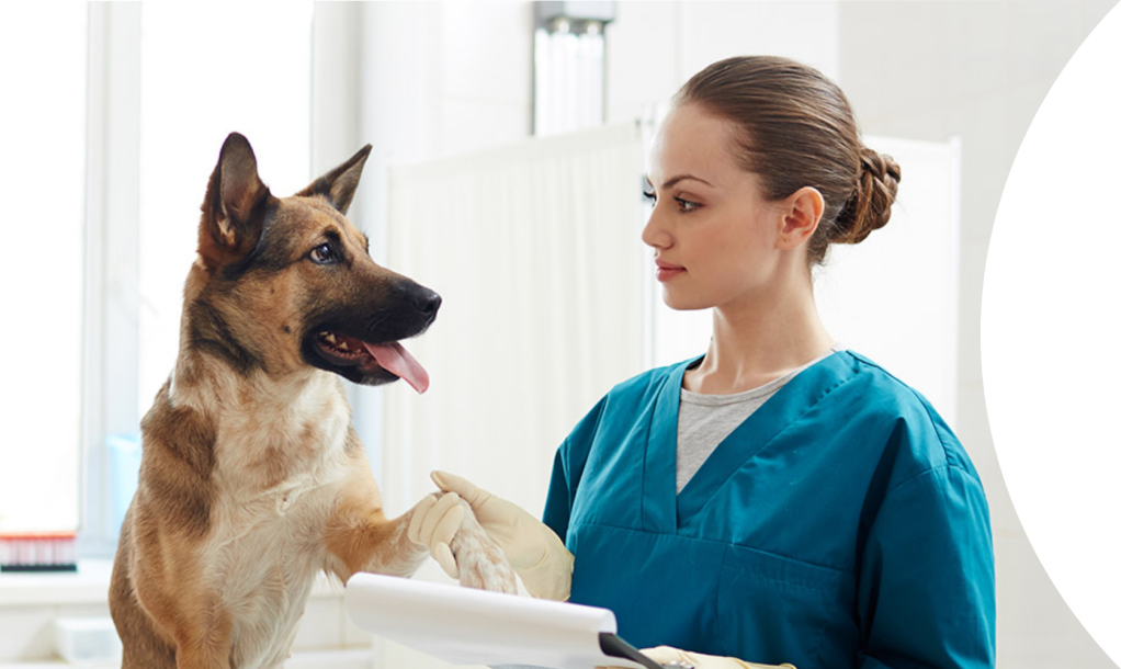 vet and dog 