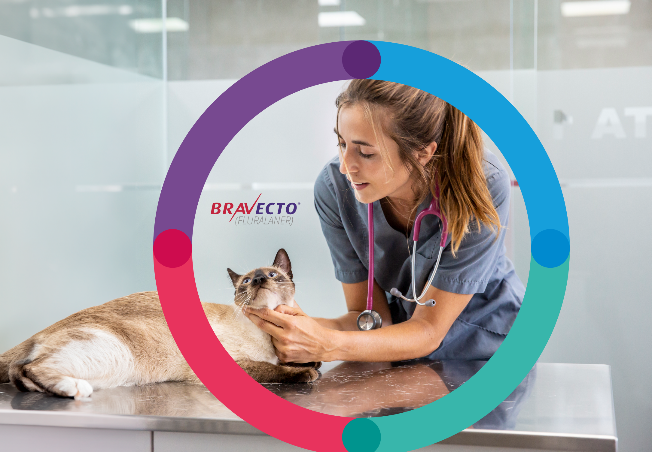 Cat with vet