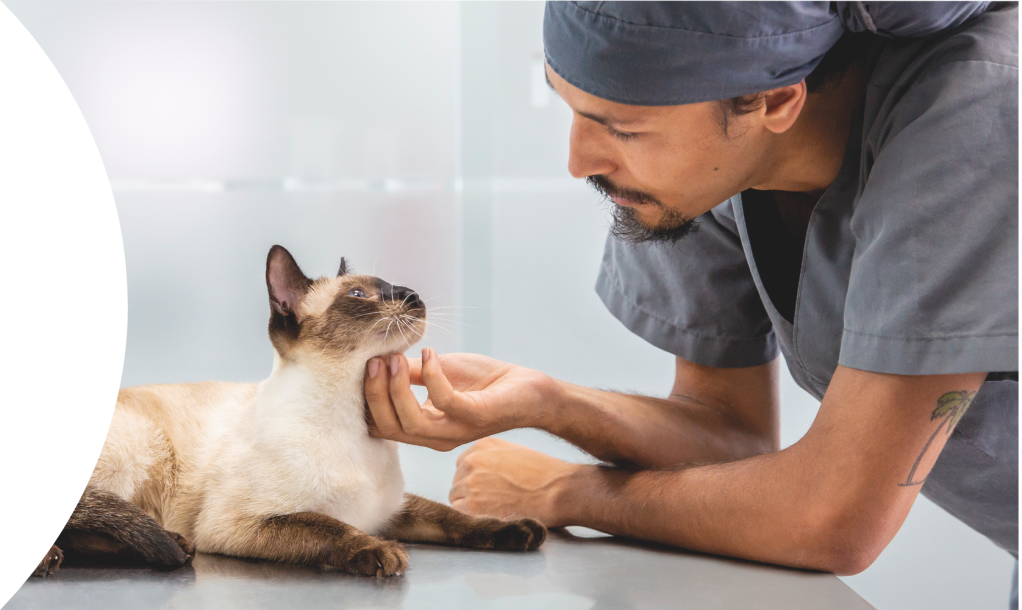 cat and vet